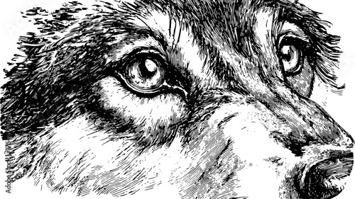 Wolf in a detailed ink drawing style. Realistic black and white illustration showcasing nature elements and elegant creature features in a set.