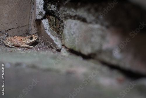 Southeast Asian spiny frog. This rough-skinned amphibian has the scientific name Bufo melanostictus.