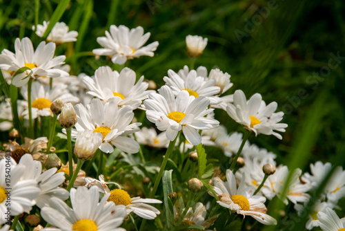 Obraz na plátně Marguerites communes au soleil