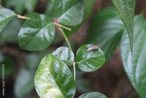 green fly resting on a vibrant green leaf.