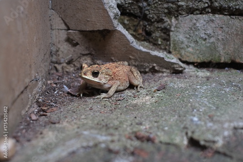 Southeast Asian spiny frog. This rough-skinned amphibian has the scientific name Bufo melanostictus.
