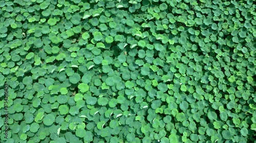 Lotus flowers and leaves in the spring pond