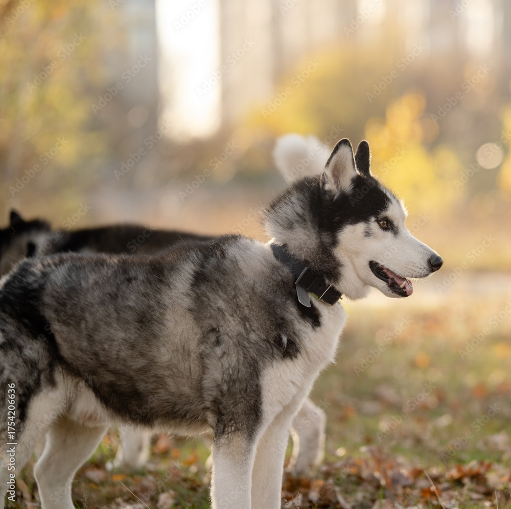 Obraz premium Walking with your favorite husky dogs in the park in autumn. Autumn walk in the park with your dog.
