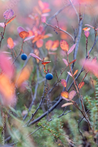Beautiful autumn colors in Lapland Finland