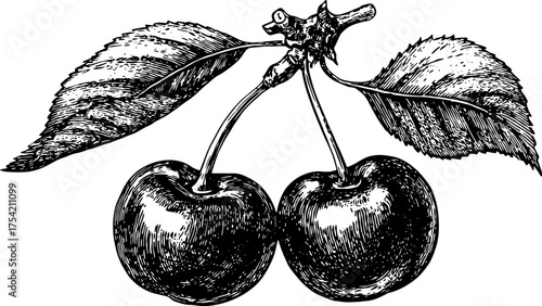 Cherry fruit in black and white outline style. Vintage illustration of cherries with leaves, ideal for botanical art vector set.