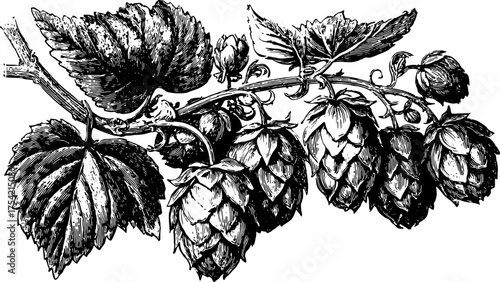Hops plant illustration in black and white outline style. Detailed vector drawing showcasing the hops, foliage, and buds in a vintage set of engravings.