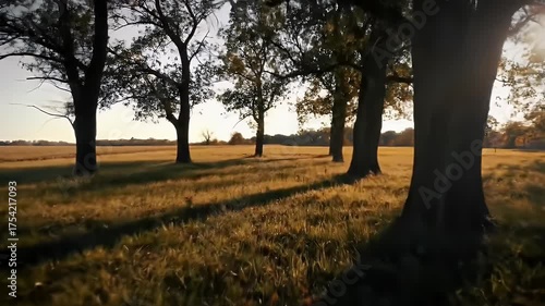 Autumn Trees in Field.