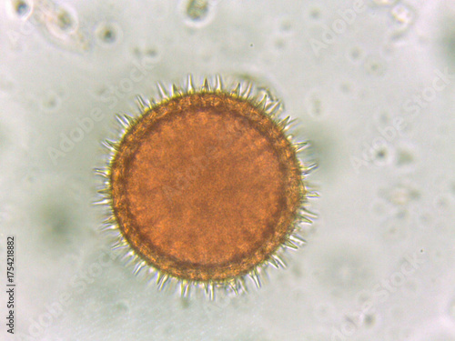Microscopic view of a pollen grain