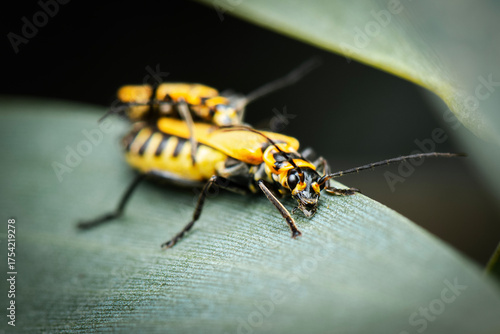Yellow soldier beetle resting on a plant in the afternoon at Mount Coot-tha Botanical Gardens in Brisbane.