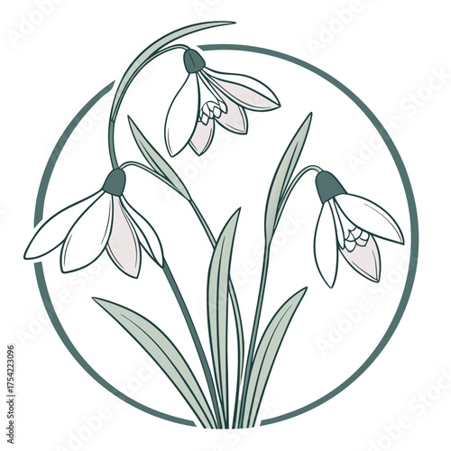 Elegant snowdrop flower illustration in a circle