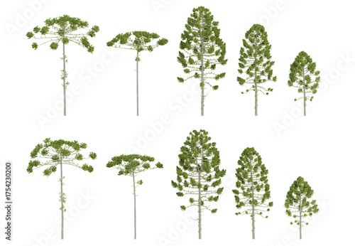 Fototapeta Naklejka Na Ścianę i Meble -  Realistic 3d illustration trees of araucaria angustifolia on transparent background
