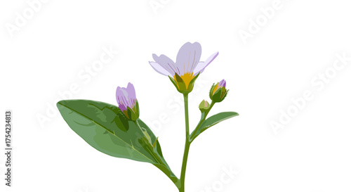 Purple wildflower daisy bloom botanical nature floral spring garden blossom petals stem leaves buds isolated white background natural beauty plant photography fresh organic