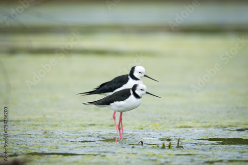 Close up of a pair of Pied stilt or Poaka wading in lake margins