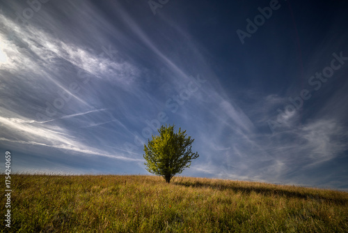 Jesienne drzewo na łące