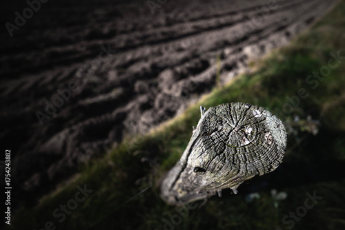 Stary kołek na polu