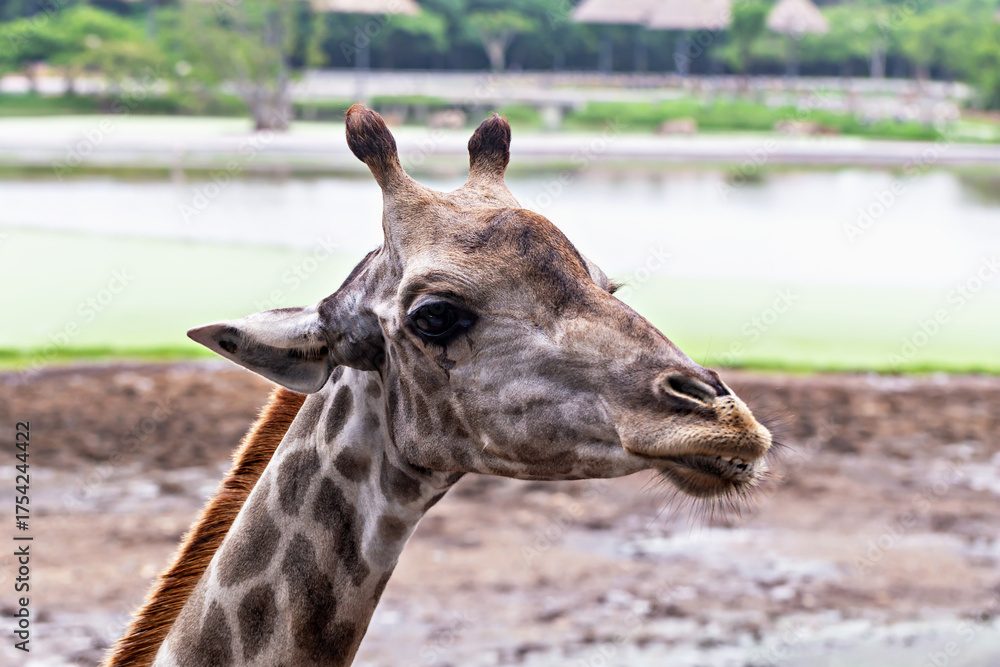 Naklejka premium Safari. Giraffe. Giraffe with distinctive patterns grazing near serene water body in lush safari environment