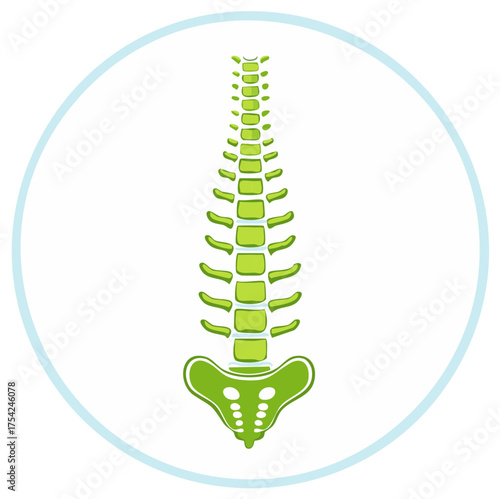 Green Spinal Cord Depiction for Medical Illustration or Chiropractic Designs