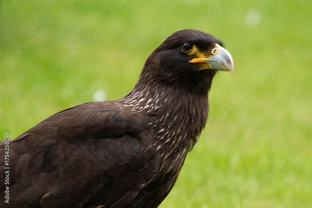 Fototapeta premium Falkand caracara