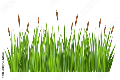 Grass reed on swamp. Vector illustration of tall cattails isolated on white background. Pond of lake and river with bulrush plants. Long green wild foliage. Coastal summer nature