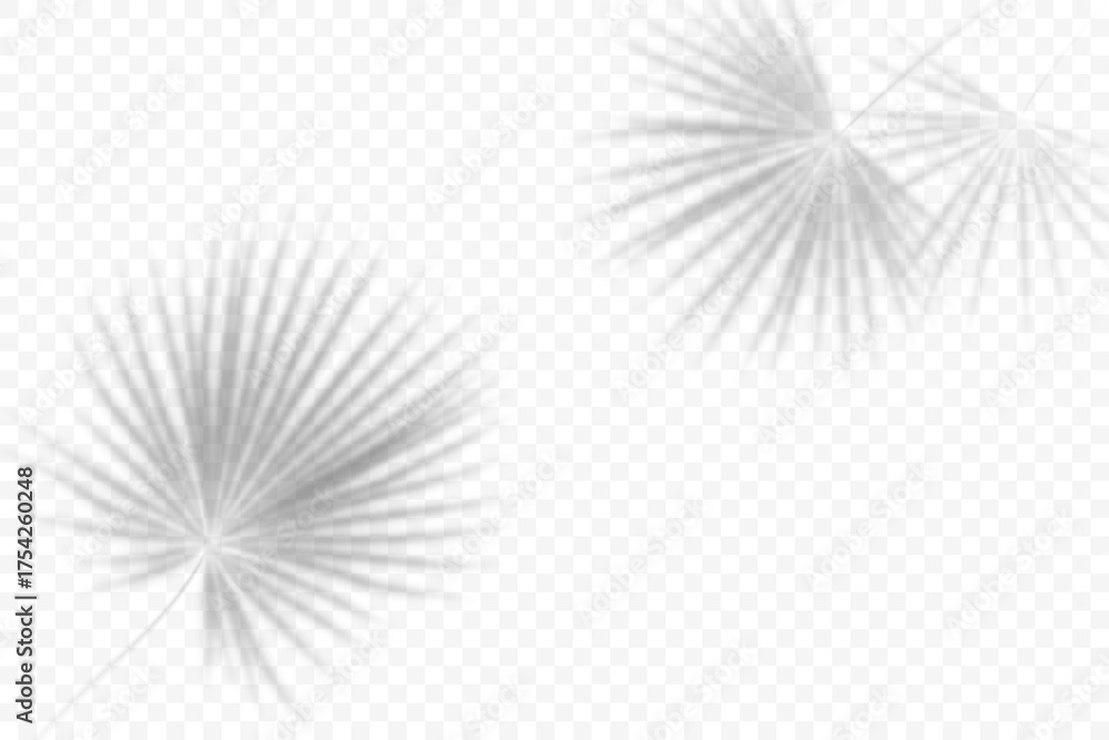 Obraz premium Palm leaves shadows. Vector overlay of tropical tree. Transparent tree foliage. Realistic exotic blurred branches. Abstract floral reflection on wall