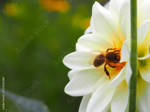 bee on flower