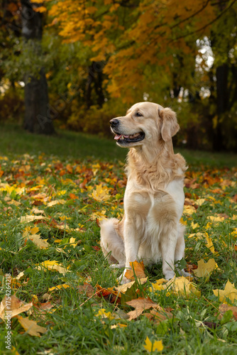 A domestic golden retriever sits with a smile against an autumn background.