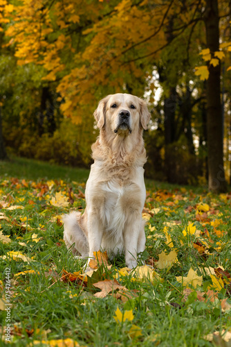 A golden retriever sits against the backdrop of an autumn forest.
