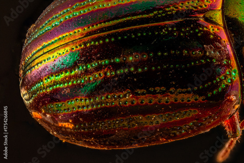 Striking Iridescent Rosemary Beetle Macro