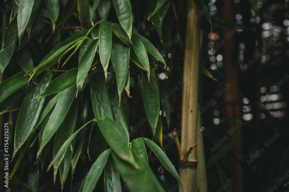 Obraz premium Lush Bamboo Leaves Background with Copy Space for Text