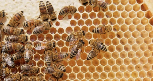 Honey Bees working on honeycomb close-up shot. Bees are best known to humans for their ecological roles as pollinators