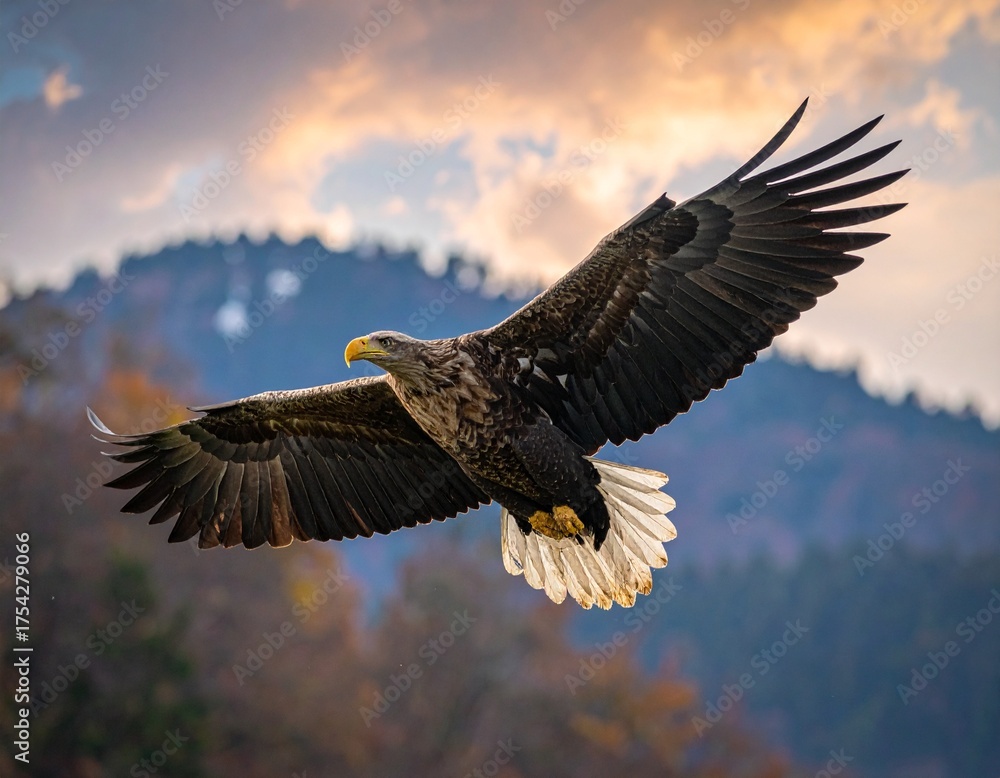 Obraz premium eagle in flight