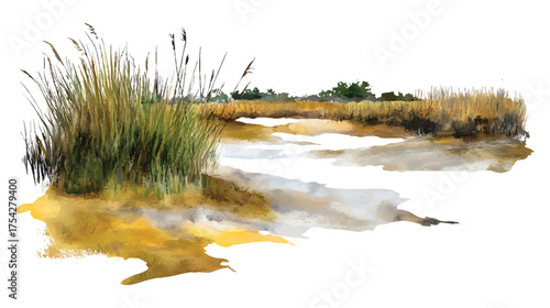 Watercolor painting of reeds and water in a marsh landscape watercolor illutrastion transparent background