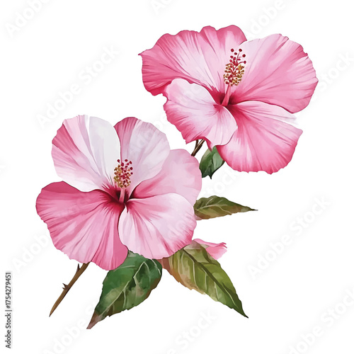 Watercolor painting of two pink and white hibiscus flowers with watercolor illutrastion transparent background