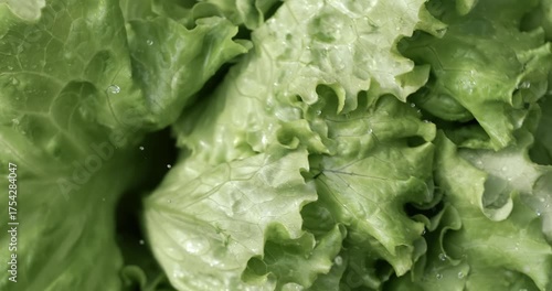 Fresh lettuce in drops of water. Shot on super slow motion camera 1000 fps.