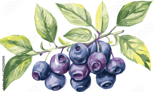 Vector watercolor painted illustration of a blueberry