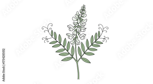 A delicate drawing of a flowering plant with small green leaves and a tall spike of tiny white flowers.