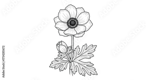 A delicate sketch of a beautiful poppy flower in bloom with surrounding leaves and a bud.