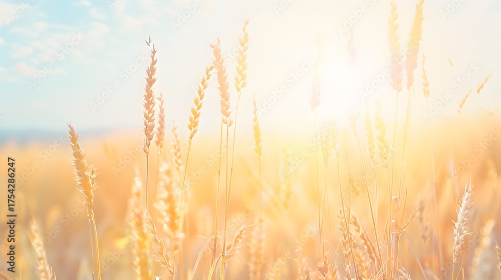 Fototapeta premium Serene rural scenery with golden wheat fields