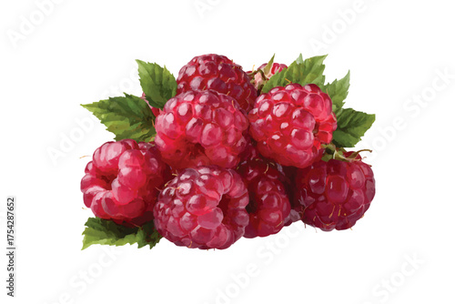 Watercolor Cluster of Ripe Raspberries with Green Leaves on watercolor illutrastion transparent background