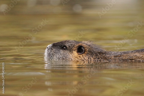 Coypu (Myocastor coypus) in the nature habitat. nutria swimming in the water.