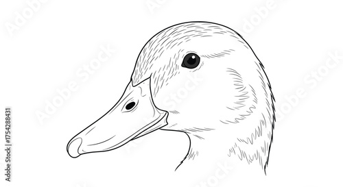 A detailed black and white illustration of a duck's head in profile showing its beak and eye.