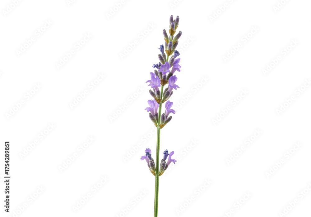 Obraz premium Isolated lavender flower stem with light purple blossoms and green buds, floral botany