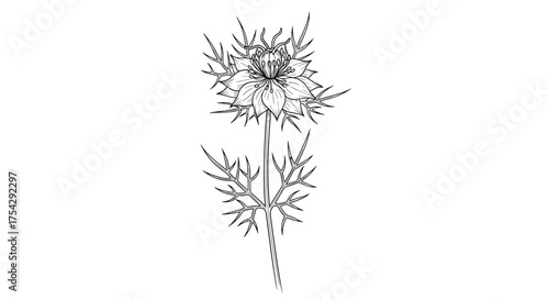 A delicate botanical illustration depicting a flowering plant with intricate branches and blossoms.