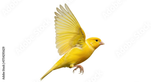 Bilde på lerret Isolated Small Yellow Canary in Flight With Wings Upward in Dynamic Pose Against