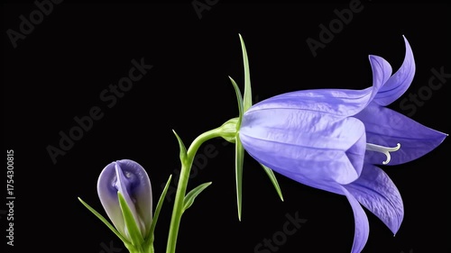 Realistic Purple Bellflower With Bud Detailed Isolated On Black