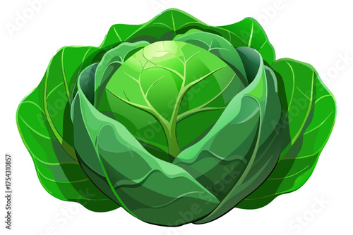 Fresh Organic Green Cabbage Isolated on Transparent Background – Healthy Vegetable Concept.