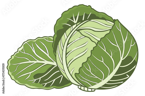 Fresh Organic Green Cabbage Isolated on Transparent Background – Healthy Vegetable Concept.