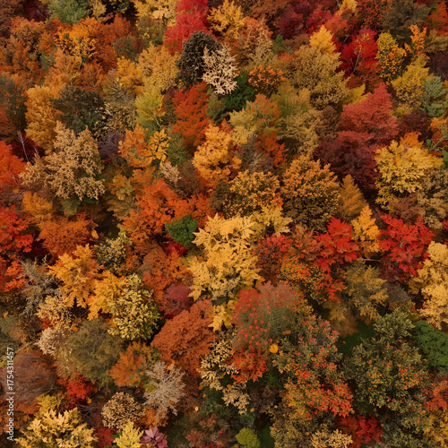 top down drone shot of a forest in fall colors of wine reds, browns, yellows and greens. 
