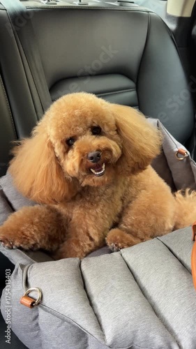 An Adorable Toy Poodle is Happily Relaxing in the Car Seat While Enjoying the Ride