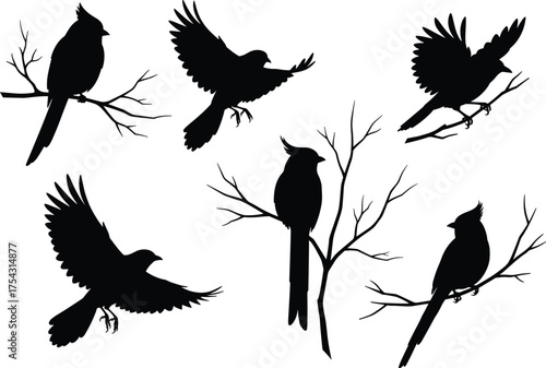 Cardinal bird silhouettes, perched and flying, black vector illustration, nature wildlife clipart, tree branch pose, minimal graphic, isolated design